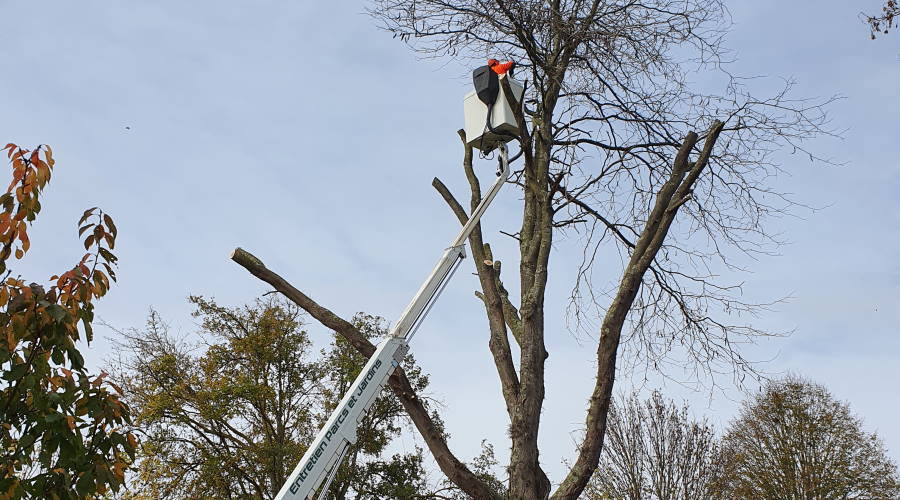 Abattage d'arbre