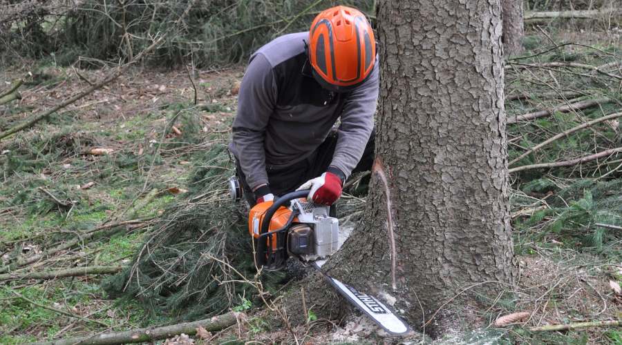 Nous réalisons l'élagage de vos arbres en toute sérénité de